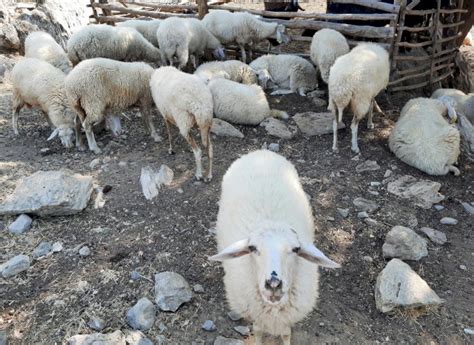 satılık koyunlar bursa